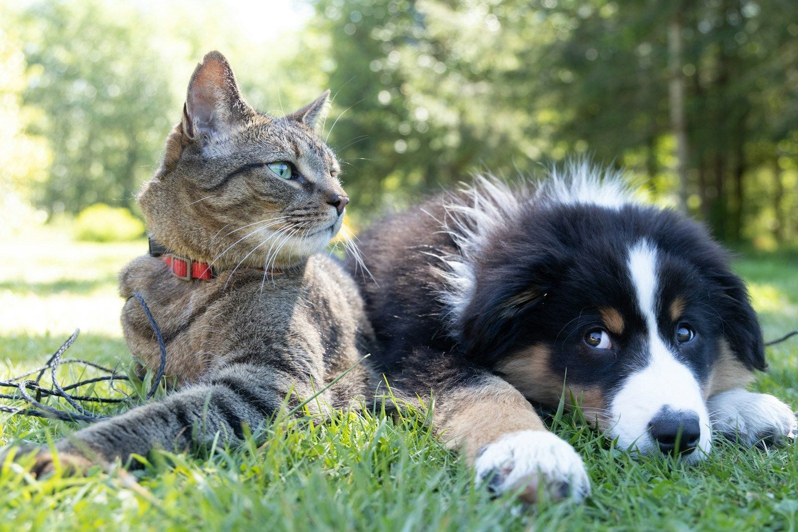 chien et chat assis dans l'herbe