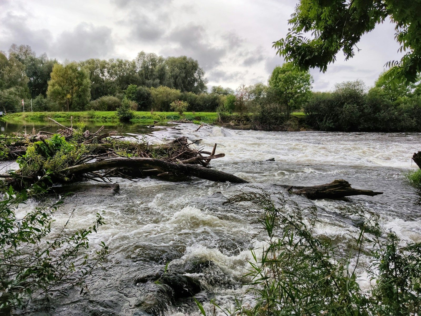 bûche d'arbre brun sur la rivière. Inondation