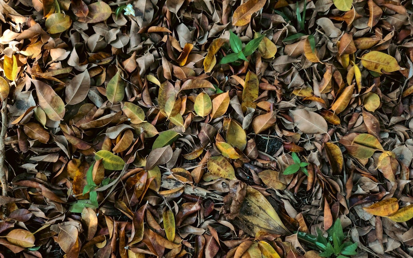 Un tas de feuilles sur le sol