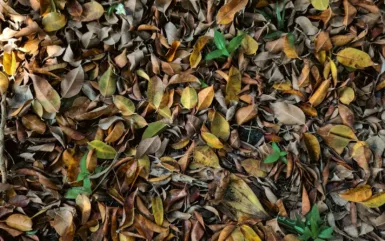 Un tas de feuilles sur le sol