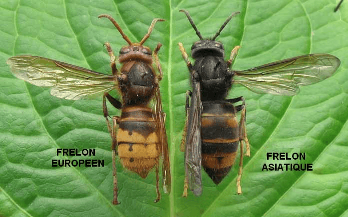 Frelon européen et Frelon asiatique