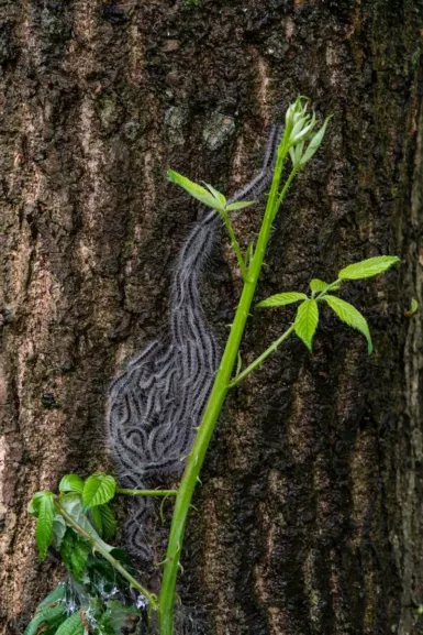 Chenilles processionnaires sur un tronc d'arbre