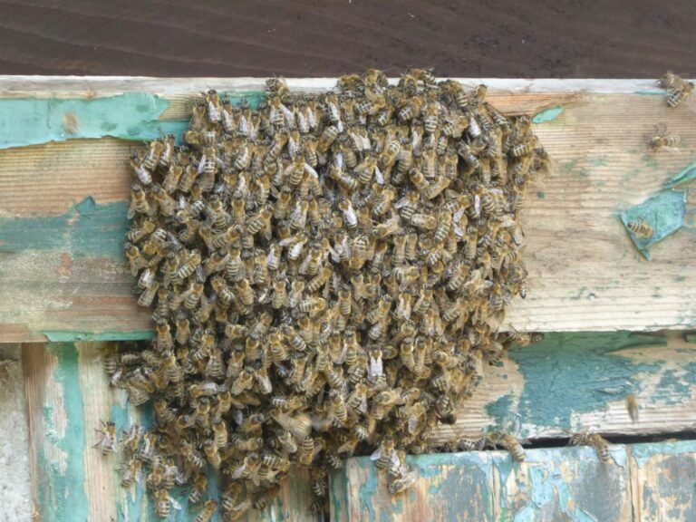 Groupe d'abeilles